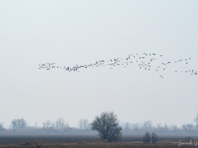 Gru (Grus grus)