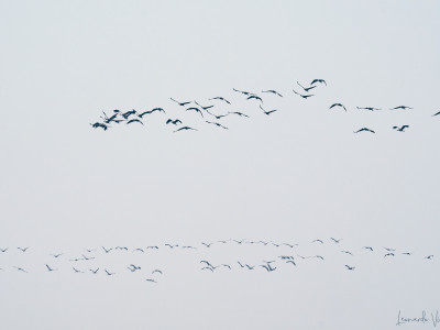 Gru (Grus grus)