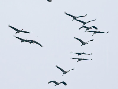 Gru (Grus grus)