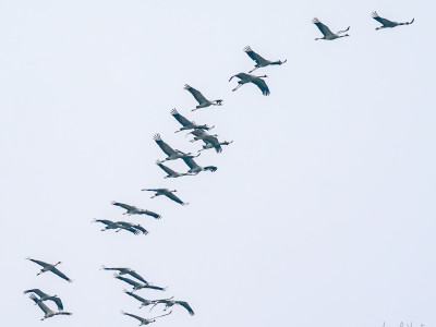 Gru (Grus grus)