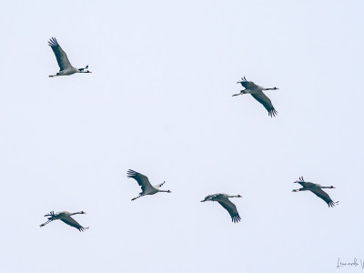 Gru (Grus grus)