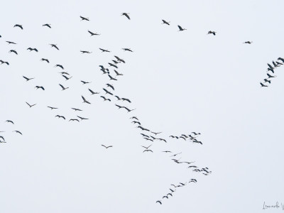 Gru (Grus grus)