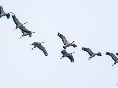 Gru (Grus grus)
