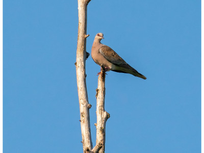 Tortora selvatica