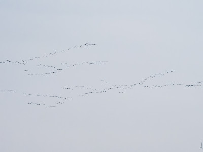 Gru (Grus grus)