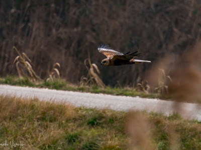 Falco di palude