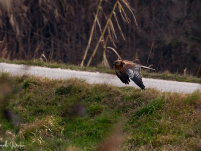 Falco di palude