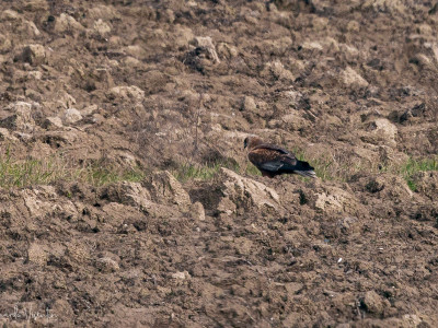 Falco di palude