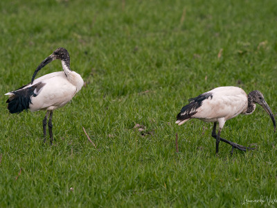 Ibis sacri
