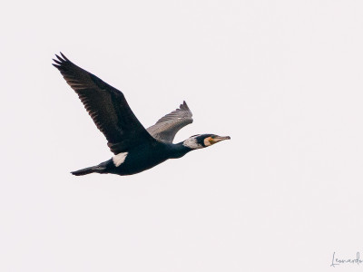 Cormorano