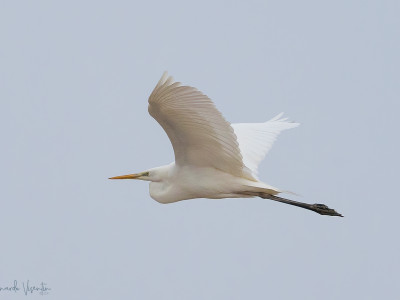 Airone bianco maggiore