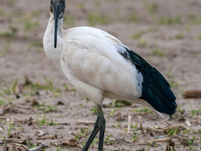 Ibis sacro