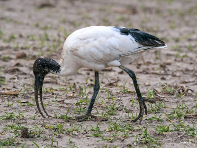 Ibis sacro