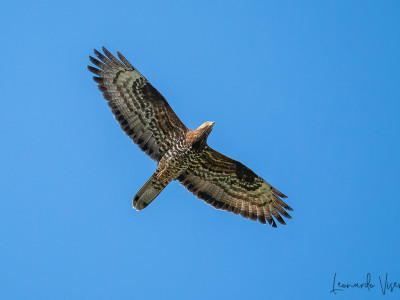Falco pecchiaiolo