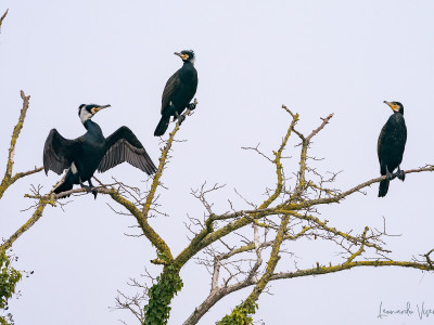 Cormorani