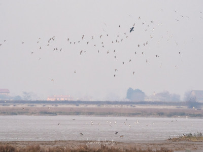 Piovanelli pancianera, Pivieri dorati, Pivieresse in volo