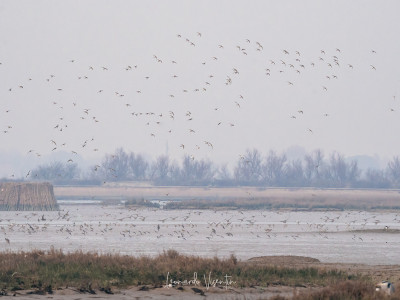 Piovanelli pancianera, Pivieri dorati, Pivieresse in volo