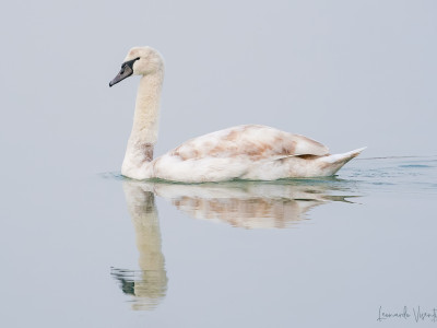 Cigno reale