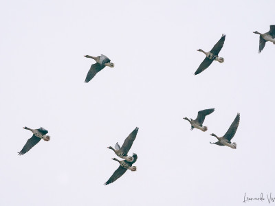 Oche lombardelle in volo