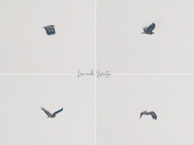 Aquila anatraia maggiore