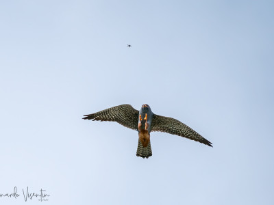 Falco cuculo