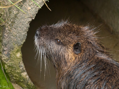 Nutria