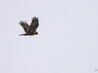 Falco di palude (Circus aeruginosus)