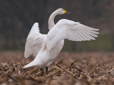 Cigno minore della tundra