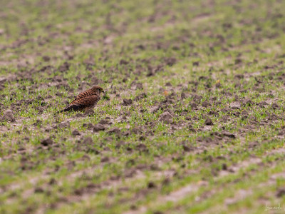 Falco tinnunculus