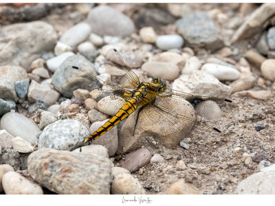 Orthetrum cancellatum