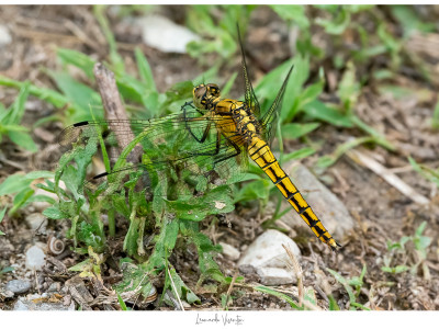 Orthertrum cancellatum