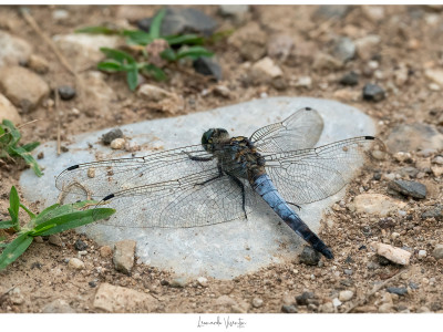 Libellula