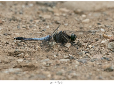 Libellula