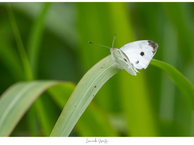 Farfalla