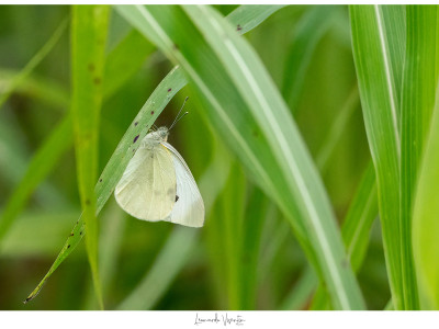 Farfalla