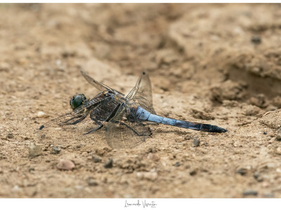 Libellula