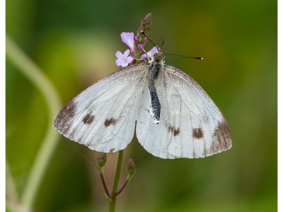 Femmina di Pieris napi