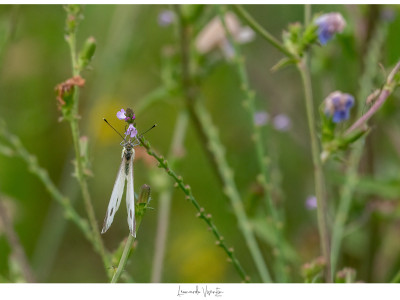 Femmina di Pieris napi