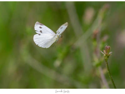 Pieris napi