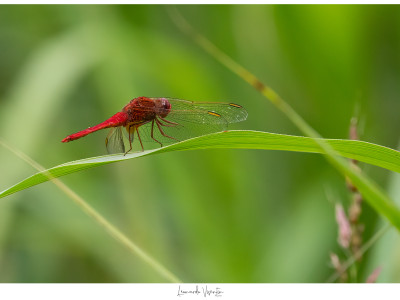 Sympetrum