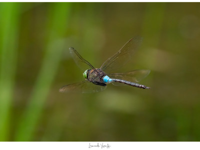 Anax parthenope 