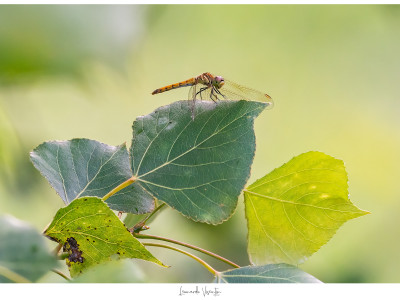Libellula