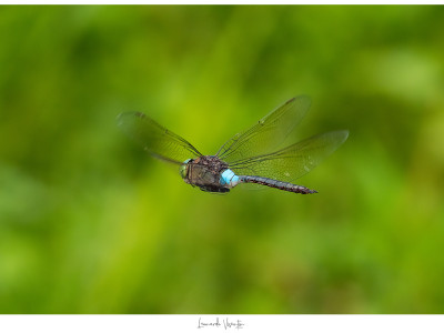 Anax parthenope