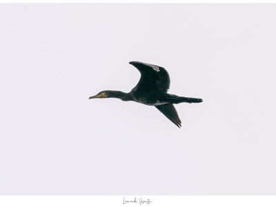 Cormorano