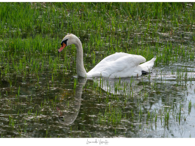Cigno