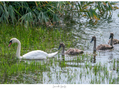 Famiglia di Cigni reali
