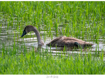 Cigno reale juv