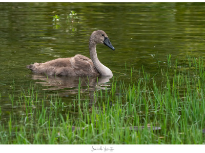 Cigno reale juv