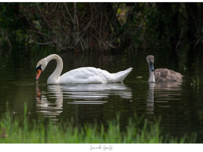 Cigno reale adulto e juv