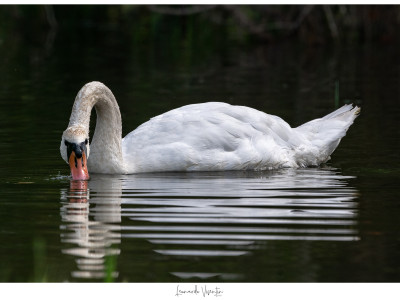 Cigno reale adulto